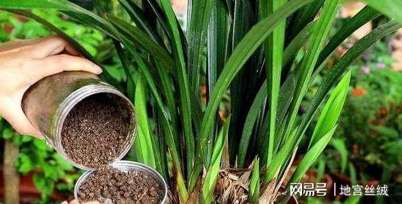 盆威客电竞栽花草植物：领略这5个速成捷径人人都能变身园艺大家(图9)