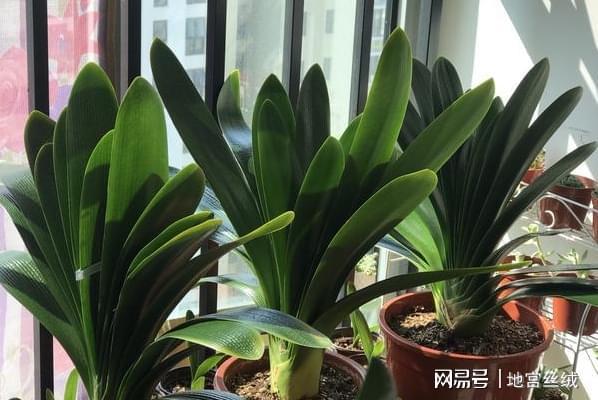 盆威客电竞栽花草植物：领略这5个速成捷径人人都能变身园艺大家(图10)