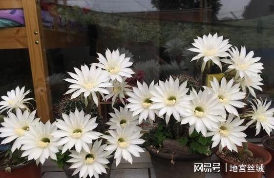 盆威客电竞栽花草植物：领略这5个速成捷径人人都能变身园艺大家(图11)