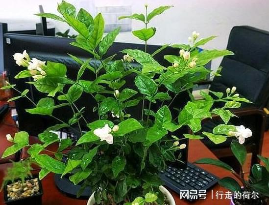 茉莉花徒长学学怎么修剪剩下的枝条一处理成新的盆栽威客电竞(图1)