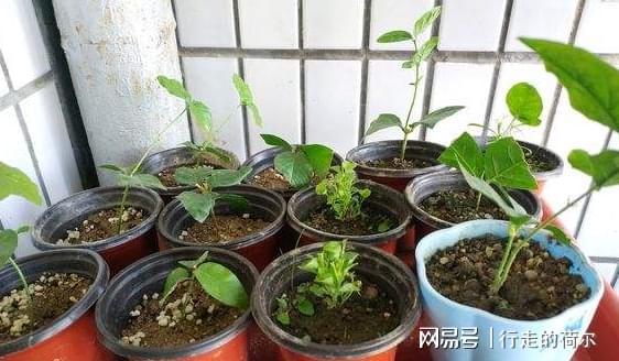 茉莉花徒长学学怎么修剪剩下的枝条一处理成新的盆栽威客电竞(图8)