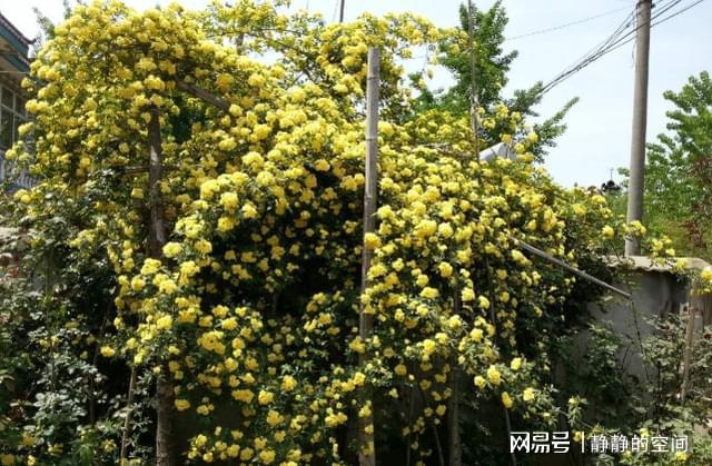 威客电竞偷偷告诉你“大户人家”都养这些花地栽开成花海盆栽开成花球(图6)