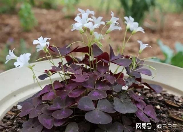 威客电竞这些盆栽植物养在室内花朵也能保持盛放(图4)