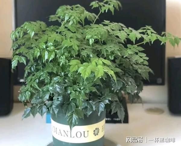 威客电竞幸福树盆栽徒长变丑不能光靠修剪解决问题呀！(图1)