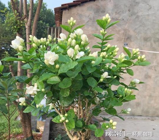 盆栽茉莉花新手牢记威客电竞“6不能”开花不难开爆盆更不难(图1)