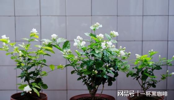 盆栽茉莉花新手牢记威客电竞“6不能”开花不难开爆盆更不难(图3)