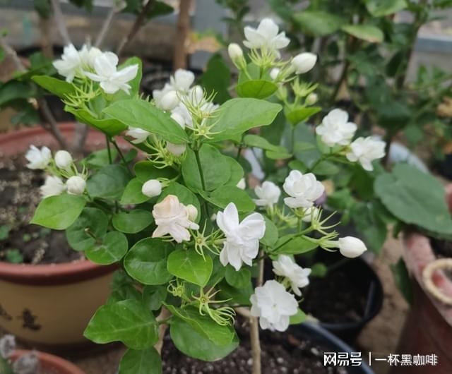 盆栽茉莉花新手牢记威客电竞“6不能”开花不难开爆盆更不难(图2)