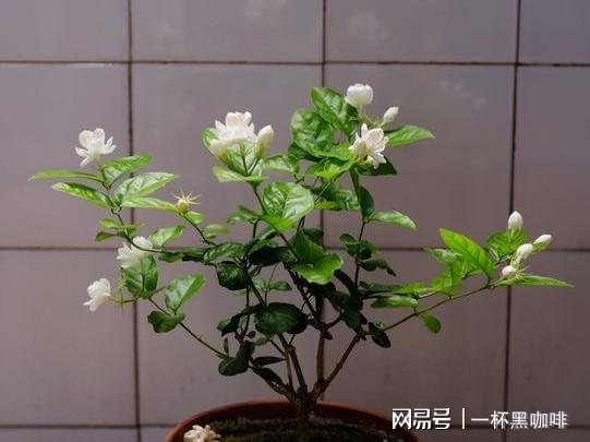 盆栽茉莉花新手牢记威客电竞“6不能”开花不难开爆盆更不难(图7)