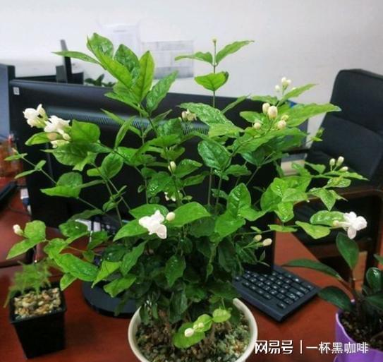 盆栽茉莉花新手牢记威客电竞“6不能”开花不难开爆盆更不难(图4)