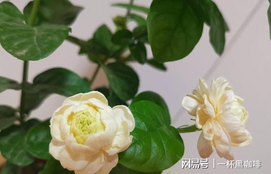 盆栽茉莉花新手牢记威客电竞“6不能”开花不难开爆盆更不难(图6)