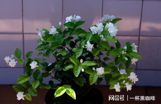 盆栽茉莉花新手牢记威客电竞“6不能”开花不难开爆盆更不难(图9)