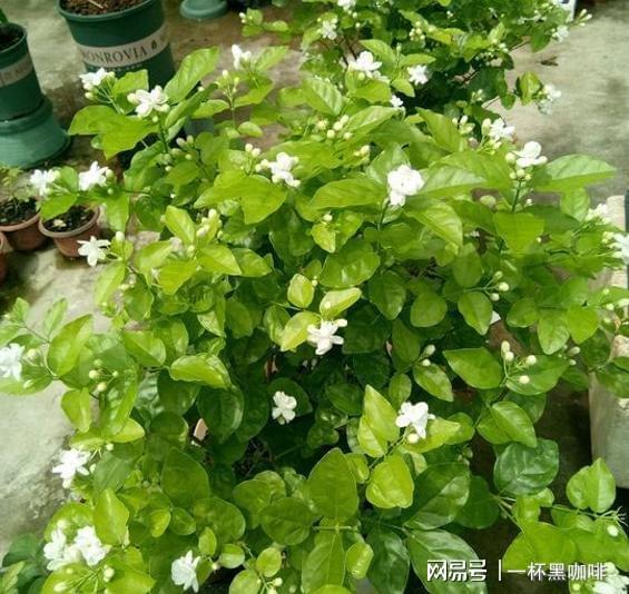 盆栽茉莉花新手牢记威客电竞“6不能”开花不难开爆盆更不难(图8)