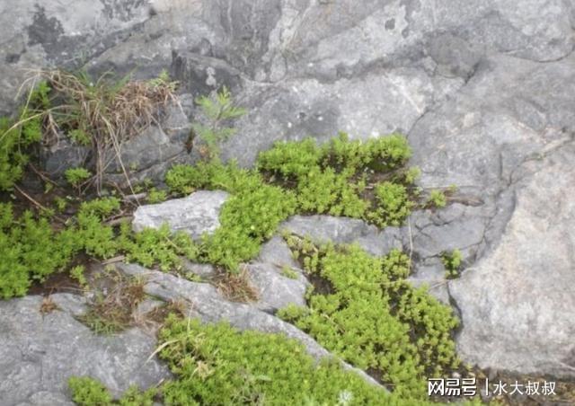 威客电竞农地里铲除“野草”别铲除到“垂盆草”它价值高还能当盆栽(图5)