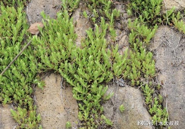 威客电竞农地里铲除“野草”别铲除到“垂盆草”它价值高还能当盆栽(图4)