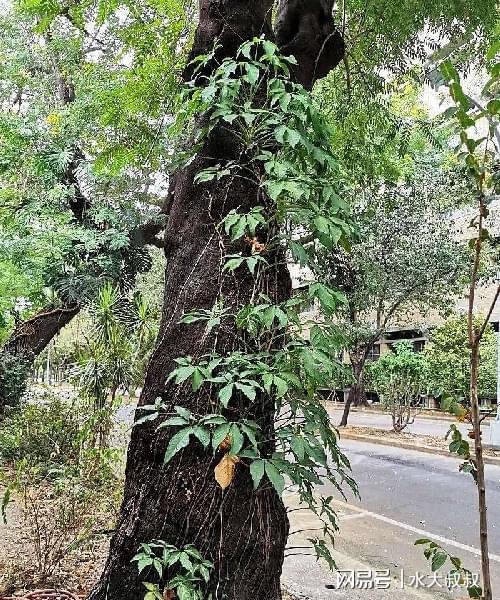 水培的盆栽合威客电竞果芋这种方法可以让根系长满盆底叶子长得旺盛(图3)