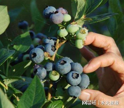 盆栽蓝莓怎么养？3个“步骤”做下来年年有果子吃威客电竞(图3)