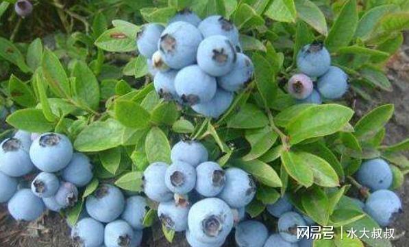 盆栽蓝莓怎么养？3个“步骤”做下来年年有果子吃威客电竞(图2)