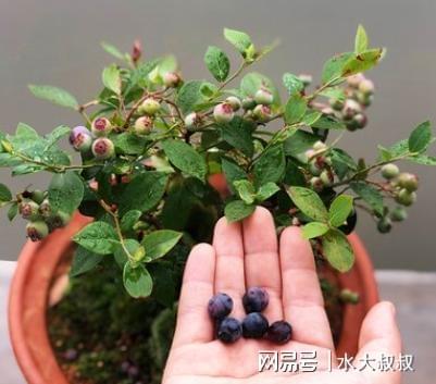 盆栽蓝莓怎么养？3个“步骤”做下来年年有果子吃威客电竞(图4)