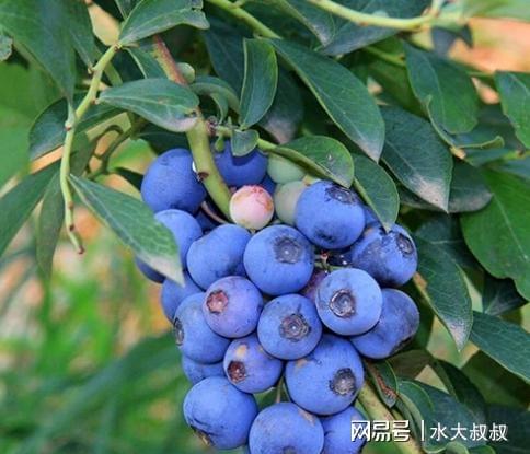 盆栽蓝莓怎么养？3个“步骤”做下来年年有果子吃威客电竞(图5)