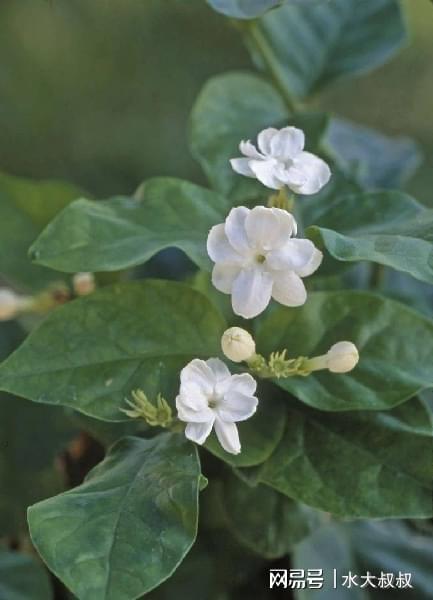 威客电竞这些植物花朵芬芳适合种在庭院也可养成阳台盆栽(图6)