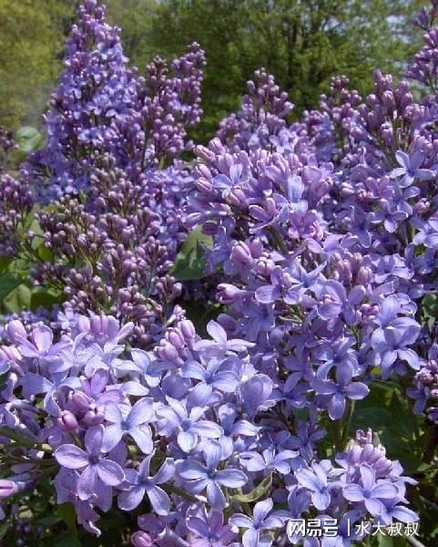 威客电竞这些植物花朵芬芳适合种在庭院也可养成阳台盆栽(图3)