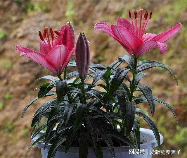 威客电竞种植百合花盆栽帮助睡眠驱除室内异味做好日常养护枝繁叶茂(图7)