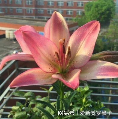 威客电竞种植百合花盆栽帮助睡眠驱除室内异味做好日常养护枝繁叶茂(图8)