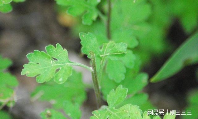 威客电竞盆栽球菊从购买到开满花的养护指南花后及时处理让它多年开花(图3)