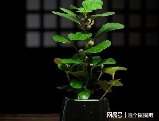 威客电竞一花一叶一菩提小盼菩提精品盆栽(图1)