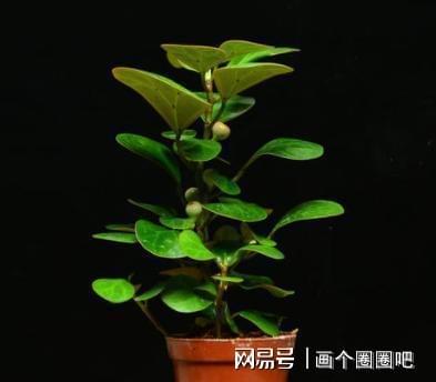 威客电竞一花一叶一菩提小盼菩提精品盆栽(图2)