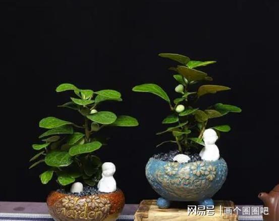 威客电竞一花一叶一菩提小盼菩提精品盆栽(图7)