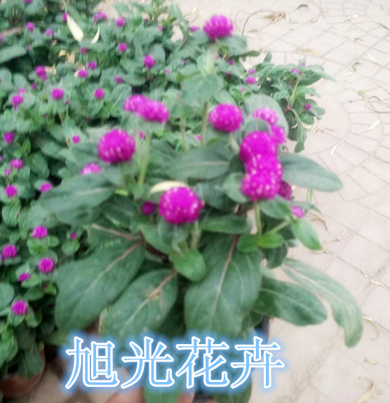 盆栽花卉种植基威客电竞地(图2)