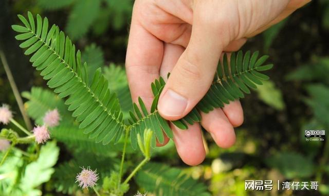 叶子敏感的含羞草盆栽养室内却长不好是这几个原因造成的(图2)