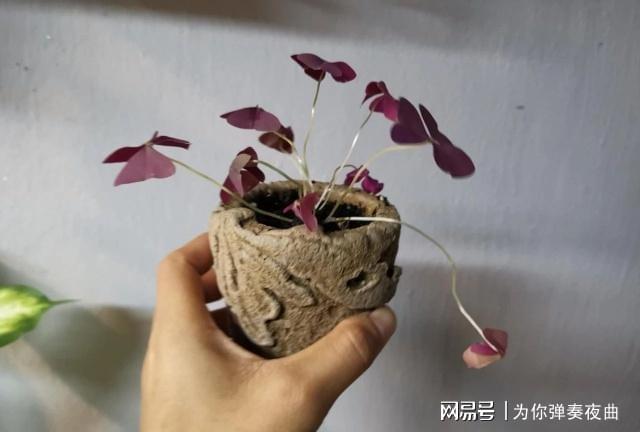 如何诊断盆威客电竞栽植物是否有真菌病害或虫害呢？(图2)