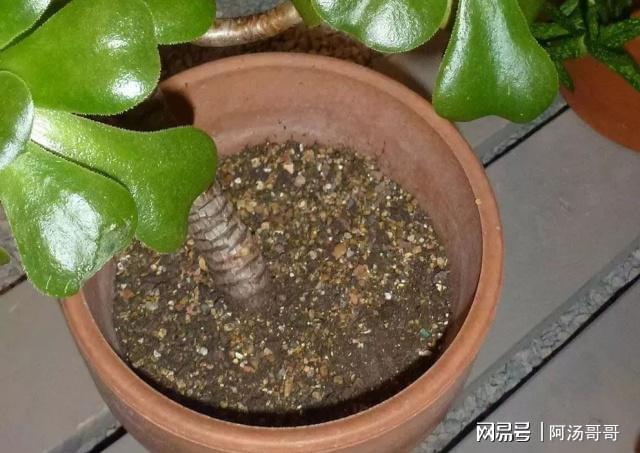 家里养盆栽绿植掌握这几个秘诀想要将植物养死都困难威客电竞(图4)