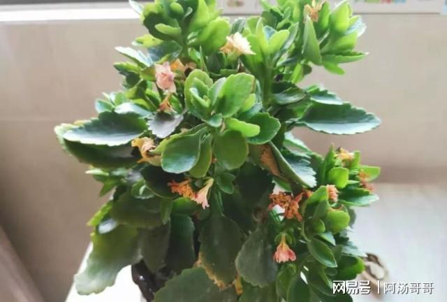 家里养盆栽绿植掌握这几个秘诀想要将植物养死都困难威客电竞(图8)