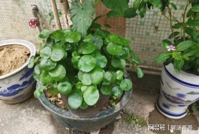 家里养盆栽绿植掌握这几个秘诀想要将植物养死都困难威客电竞(图7)