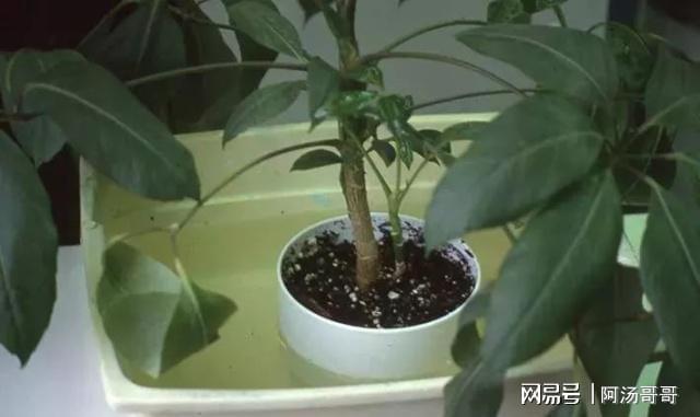 家里养盆栽绿植掌握这几个秘诀想要将植物养死都困难威客电竞(图13)