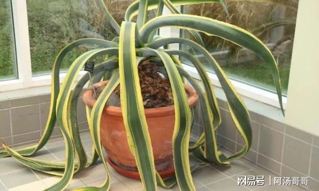 家里养盆栽绿植掌握这几个秘诀想要将植物养死都困难威客电竞(图12)