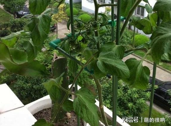 阳威客电竞台盆栽番茄2点做到位可观花赏叶、坐果全家人都吃不完(图3)