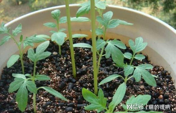 阳威客电竞台盆栽番茄2点做到位可观花赏叶、坐果全家人都吃不完(图2)