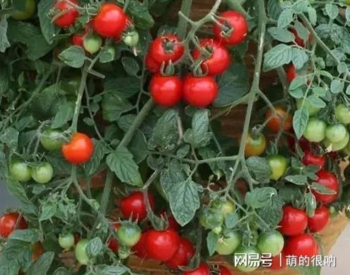 阳威客电竞台盆栽番茄2点做到位可观花赏叶、坐果全家人都吃不完(图6)