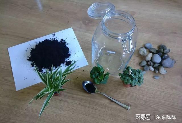 威客电竞很普通的植物种在玻璃容器之后变成园艺店的精品盆栽(图2)