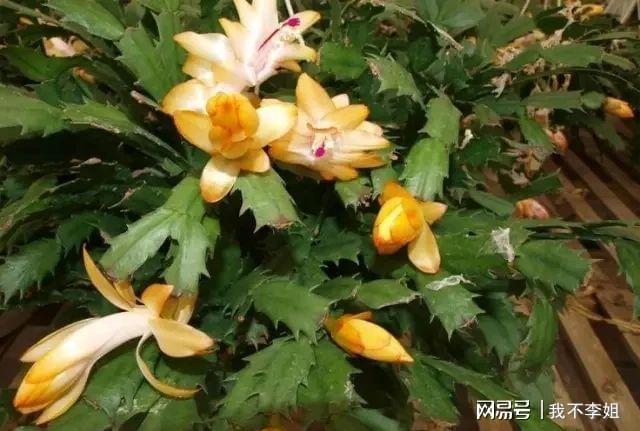 威客电竞冬春开花的7种开花植物适合养成室内盆栽(图6)