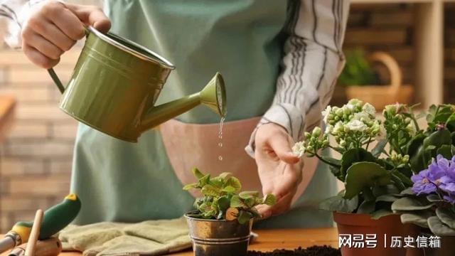 室内观叶植物和户外开威客电竞花植物有啥区别？盆栽没地栽养得好吗？(图5)