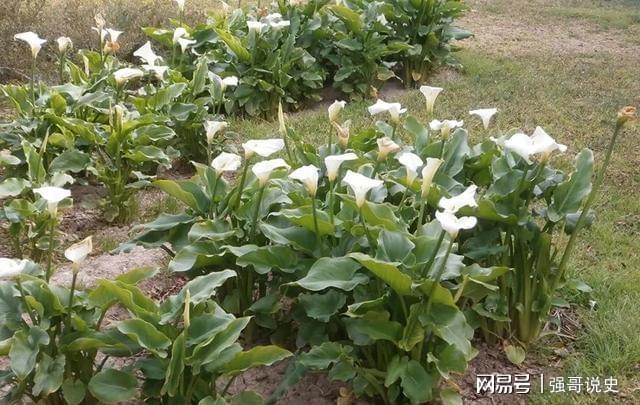 威客电竞盆栽马蹄莲养护指南用块茎可以轻松繁殖新植株(图3)