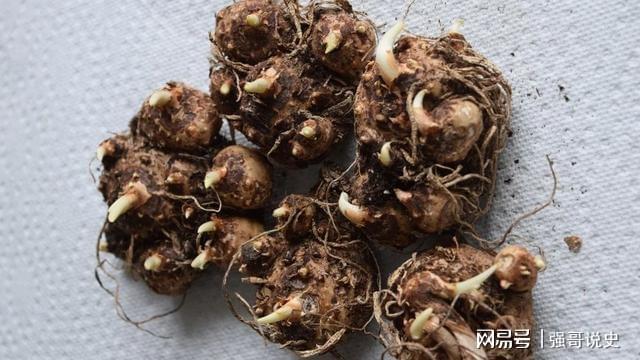 威客电竞盆栽马蹄莲养护指南用块茎可以轻松繁殖新植株(图7)