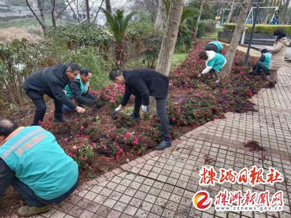 芦淞区园林绿化中心：补栽花卉“换威客电竞新装” 增绿添苗正当时(图1)