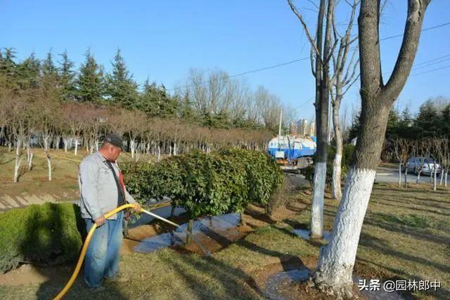 威客电竞园林植物浇灌返青水这5个误区千万要避开不然浇了也白浇！(图5)