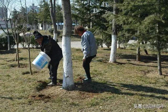 威客电竞园林植物浇灌返青水这5个误区千万要避开不然浇了也白浇！(图8)